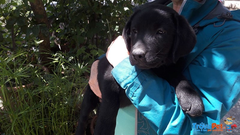 Cuccioli Labrador Retriever - Foto n. 4