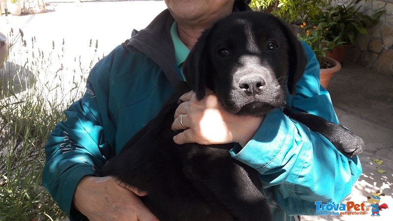 Cuccioli Labrador Retriever - Foto n. 5