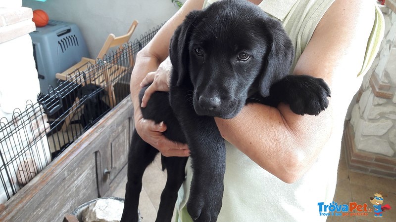 Cuccioli Labrador Retriever - Foto n. 6