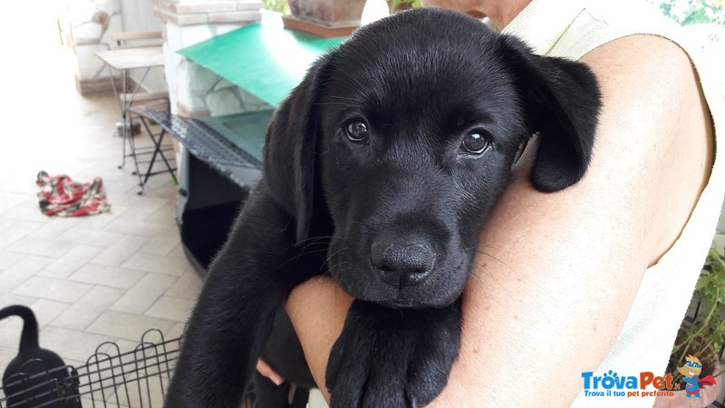 Cuccioli Labrador Retriever - Foto n. 1