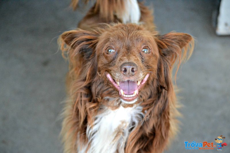 Charlie Meticcio Papillon di 5 Anni - Foto n. 2