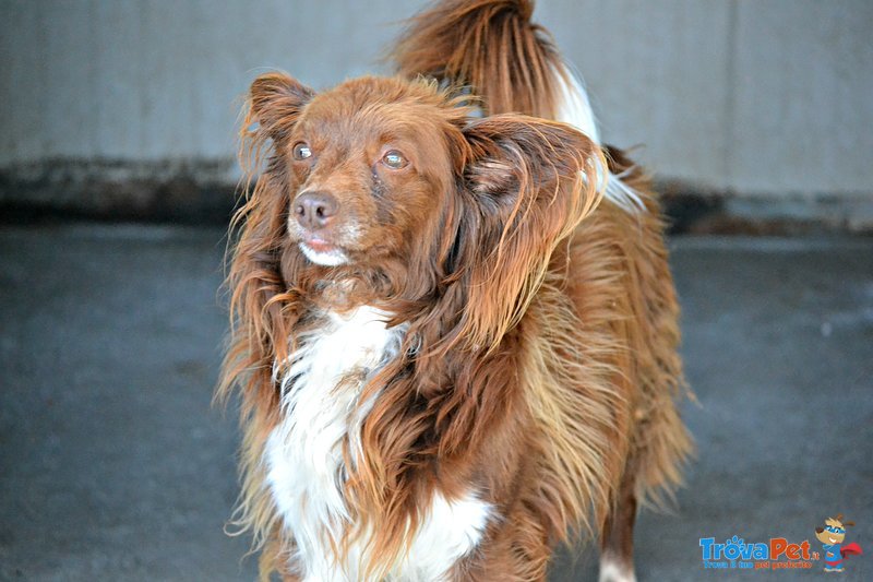 Charlie Meticcio Papillon di 5 Anni - Foto n. 3