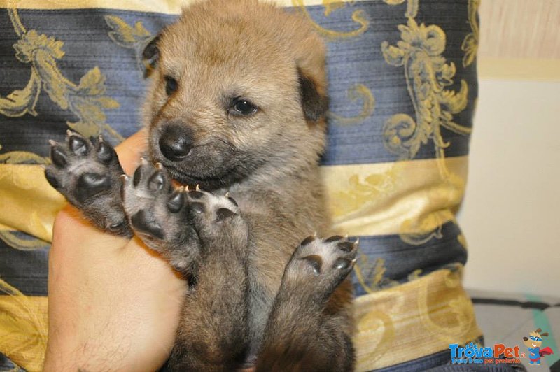 Cuccioli di cane lupo Cecoslovacco con Pedigree - Foto n. 12