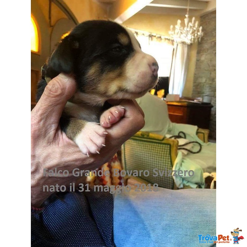 Cucciolata di Grandi Bovari Svizzeri Disponibile - Foto n. 5