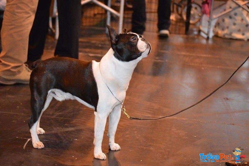 Cucciolata di Boston Terrier Disponbile - Foto n. 4