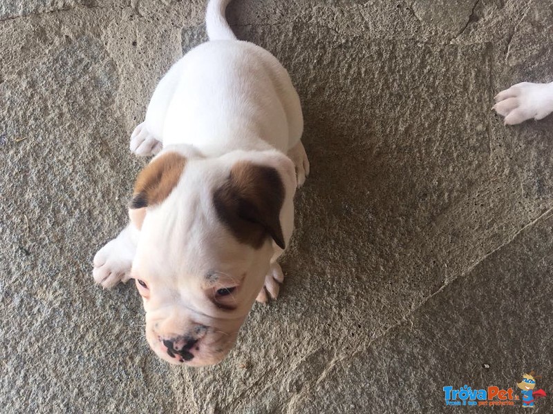 Boxer Cucciolo Bianco - Foto n. 3