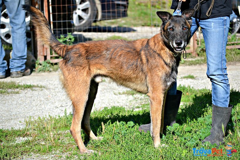 Paco Meticcio Belga Malinois di 6 Anni - Foto n. 1