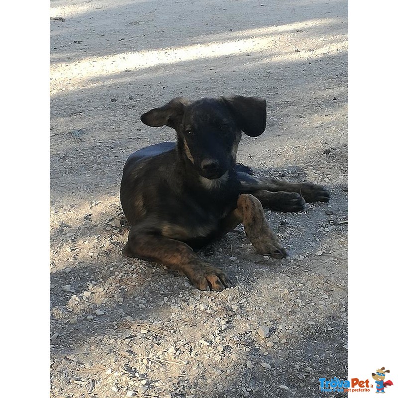 Paolino Cucciolo Gioioso Cerca Casa - Foto n. 1