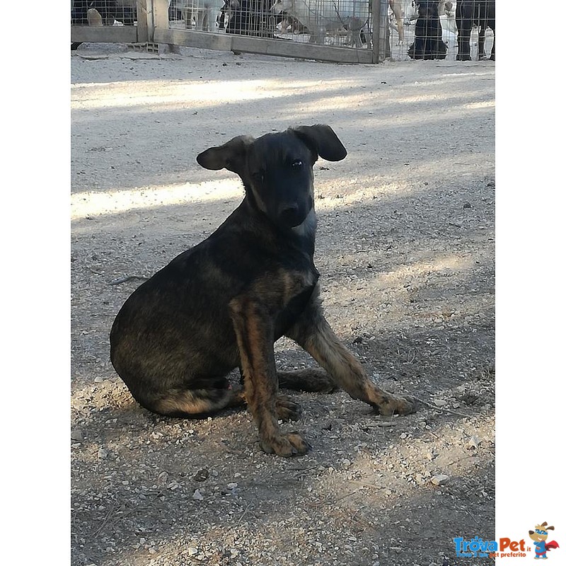 Paolino Cucciolo Gioioso Cerca Casa - Foto n. 2