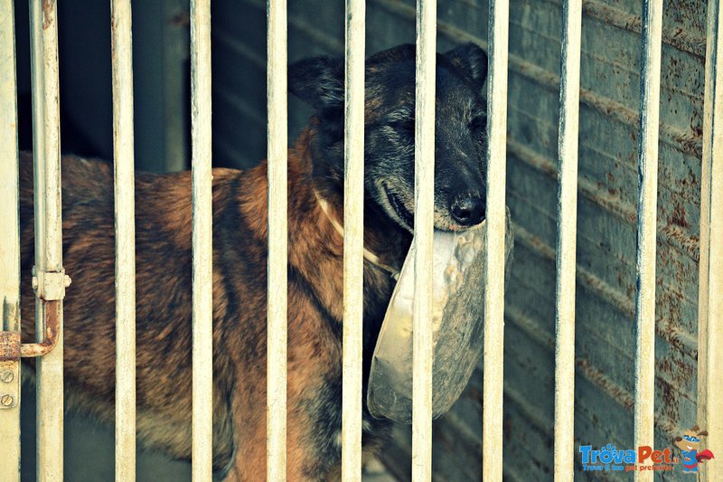 Paco Meticcio Belga Malinois di 6 Anni - Foto n. 2