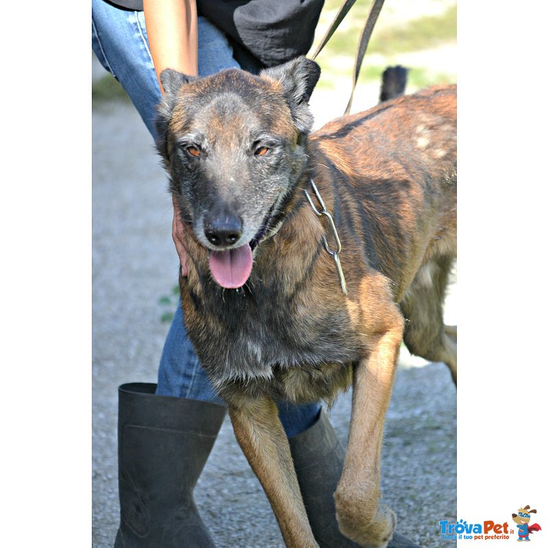 Paco Meticcio Belga Malinois di 6 Anni - Foto n. 4