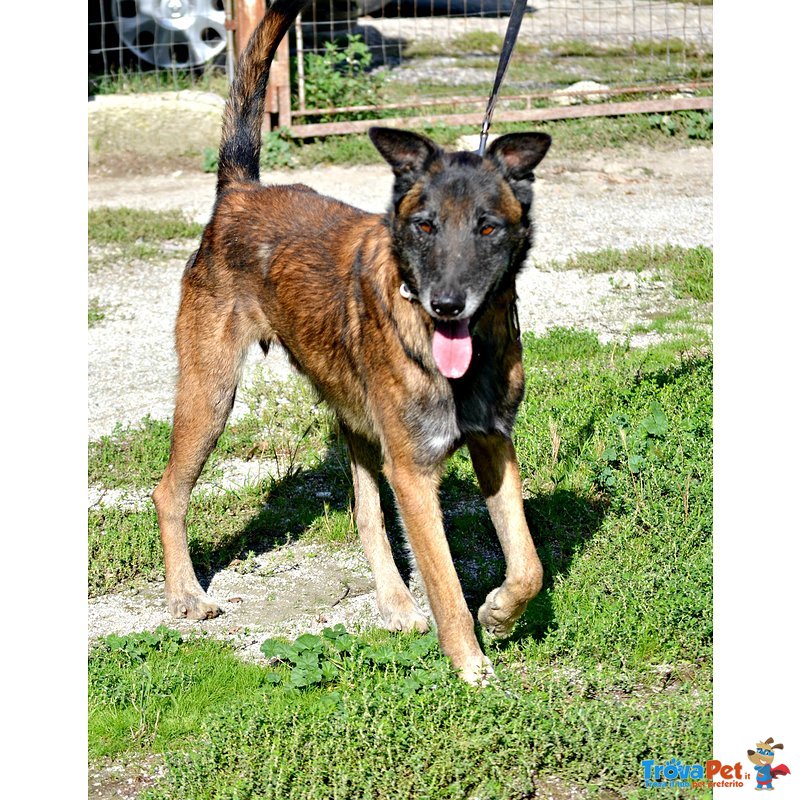 Paco Meticcio Belga Malinois di 6 Anni - Foto n. 5