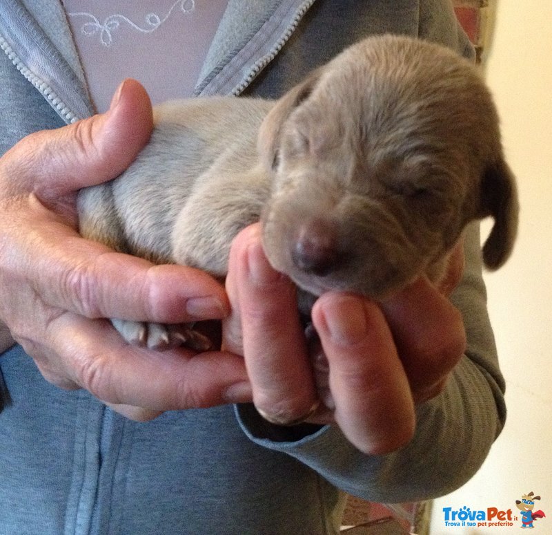 Cuccioli Weimaraner - Foto n. 2