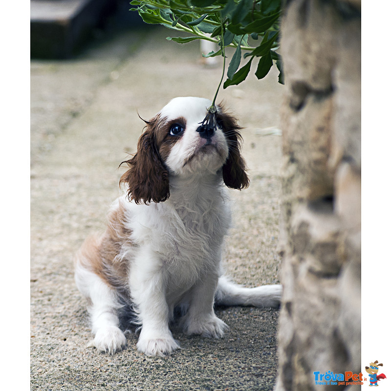 Cuccioli di Cavalier king Pedigree Enci - Foto n. 3