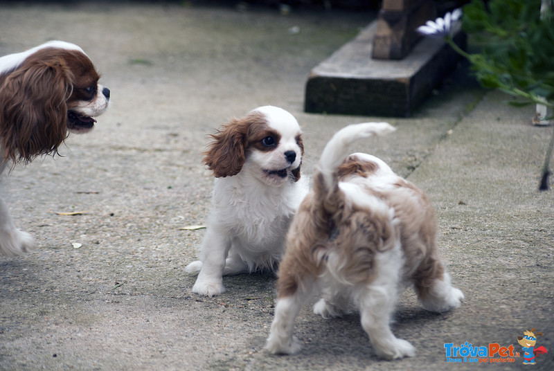 Cuccioli di Cavalier king Pedigree Enci - Foto n. 4