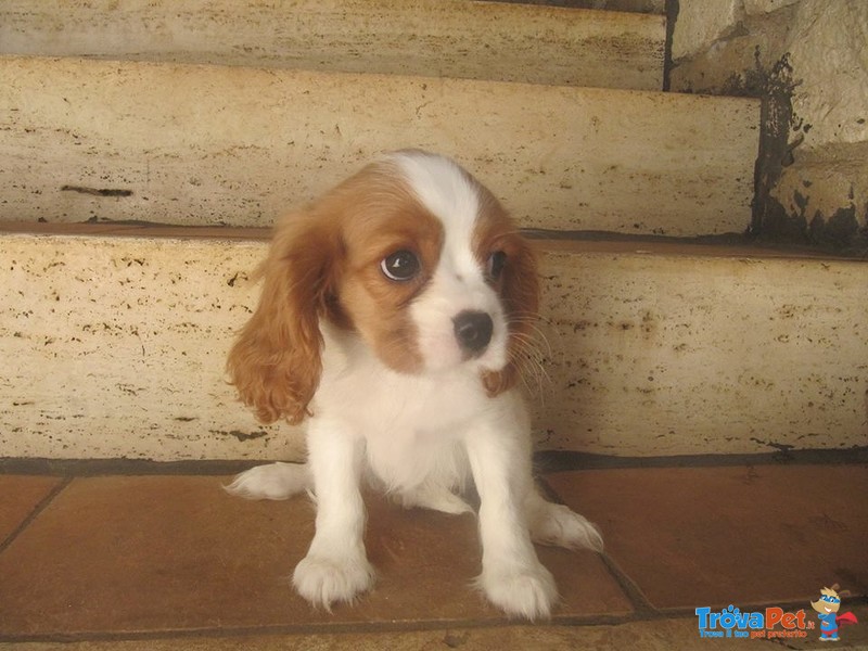 Cuccioli di Cavalier king Disponibili - Foto n. 2