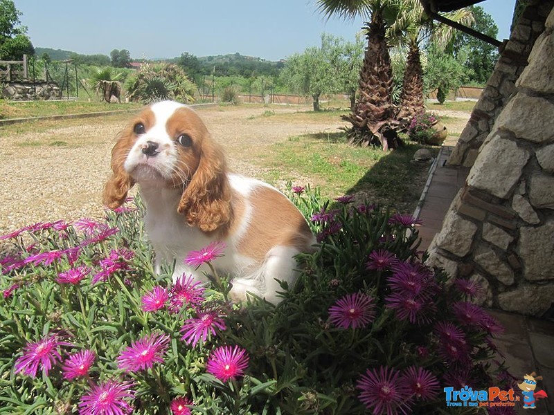 Cuccioli di Cavalier king Disponibili - Foto n. 3