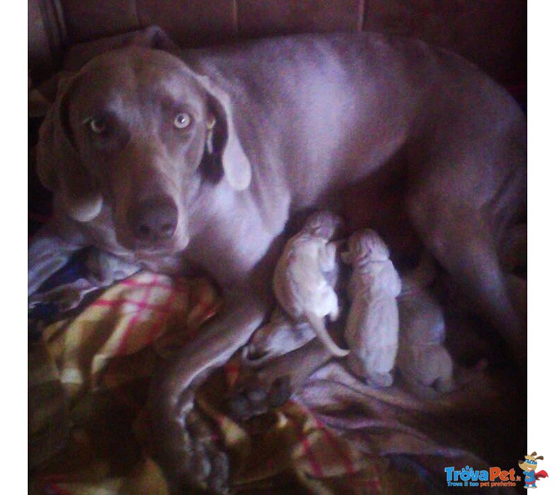 Cuccioli Weimaraner - Foto n. 3