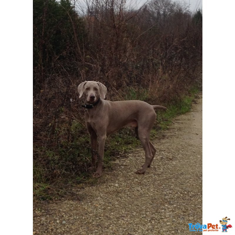 Cuccioli Weimaraner - Foto n. 4