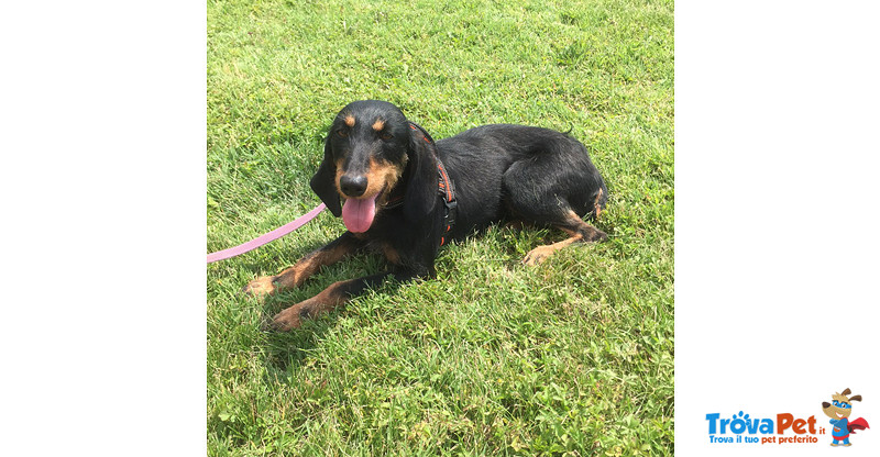 Sally, Bellissima Segugia di Taglia Piccola (12 kg Circa) di Circa tre Anni, un Vigliacco Abbandono. - Foto n. 2