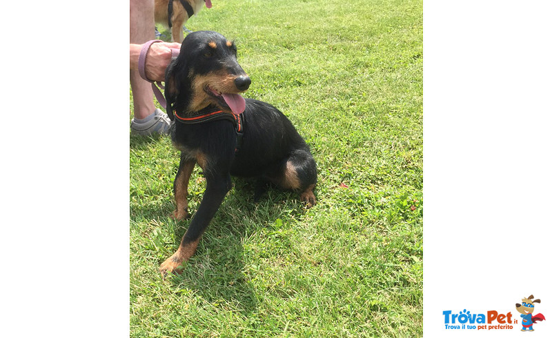 Sally, Bellissima Segugia di Taglia Piccola (12 kg Circa) di Circa tre Anni, un Vigliacco Abbandono. - Foto n. 3