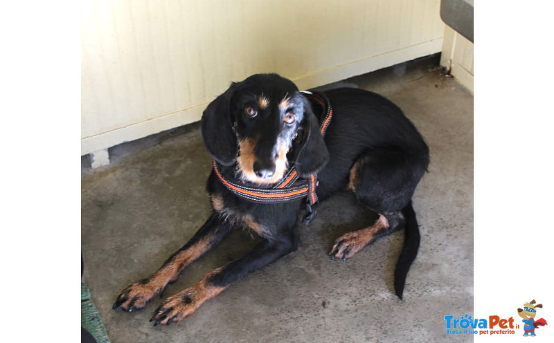 Sally, Bellissima Segugia di Taglia Piccola (12 kg Circa) di Circa tre Anni, un Vigliacco Abbandono. - Foto n. 4