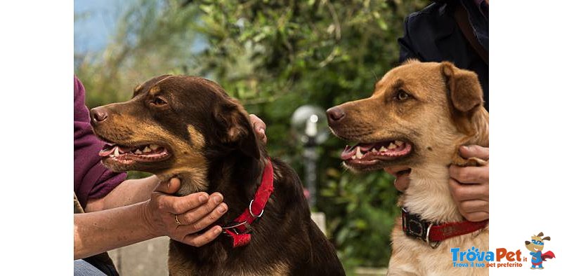 Euro & Star, Fratello e Sorella di 3 anni Circa, 15 kg, Adottabili Separatamente - Foto n. 1