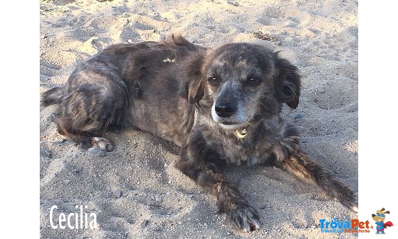 Tommaso e Cecilia due cani Adorabili - Foto n. 1