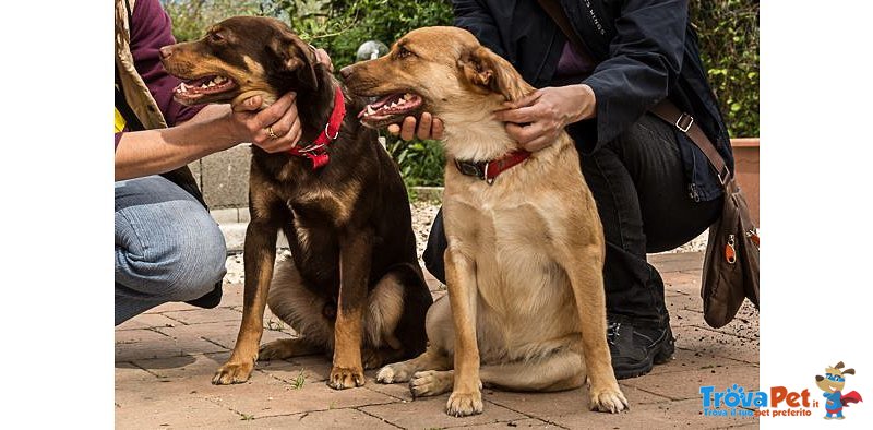 Euro & Star, Fratello e Sorella di 3 anni Circa, 15 kg, Adottabili Separatamente - Foto n. 4