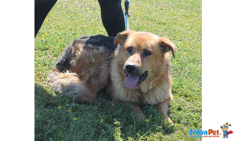 Tristan, Incrocio Pastore Tedesco di 4/5anni, la Gabbia lo Uccide e Cerca Disperatamente Casa!! - Foto n. 4