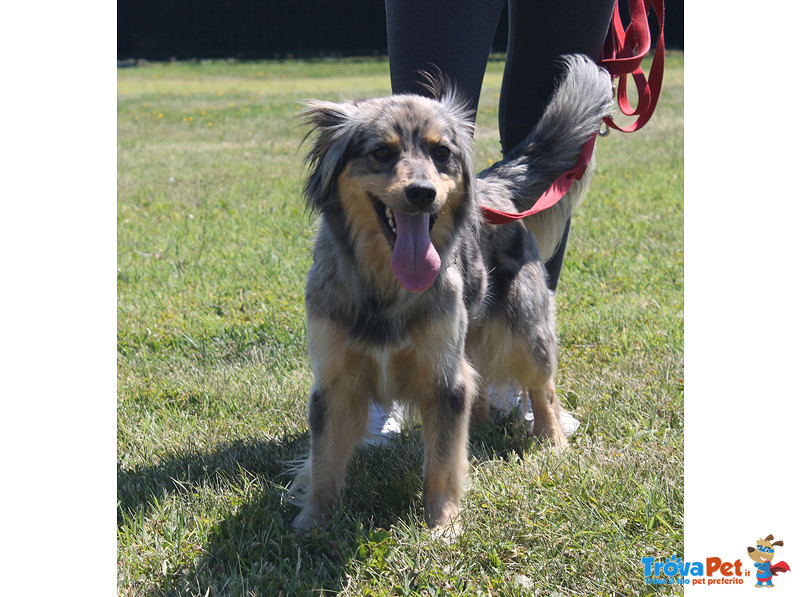 Isotta, Incr. Volpino, 2 Anni, Taglia Piccola, un mix di Simpatia e Dolcezza, Cerca Casa - Foto n. 2