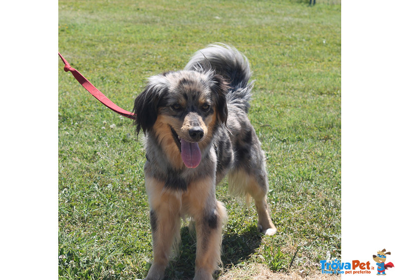 Isotta, Incr. Volpino, 2 Anni, Taglia Piccola, un mix di Simpatia e Dolcezza, Cerca Casa - Foto n. 4