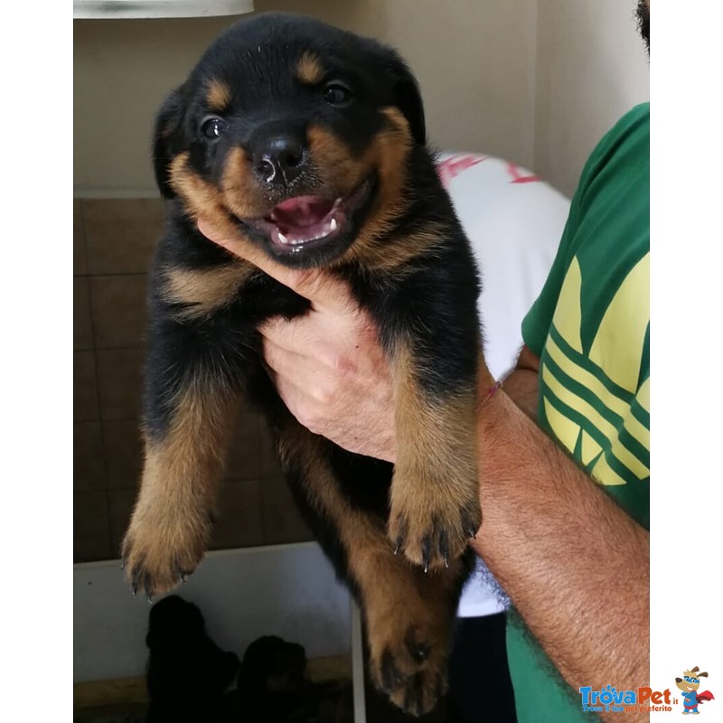 Cuccioli di Rottweiler - Foto n. 1