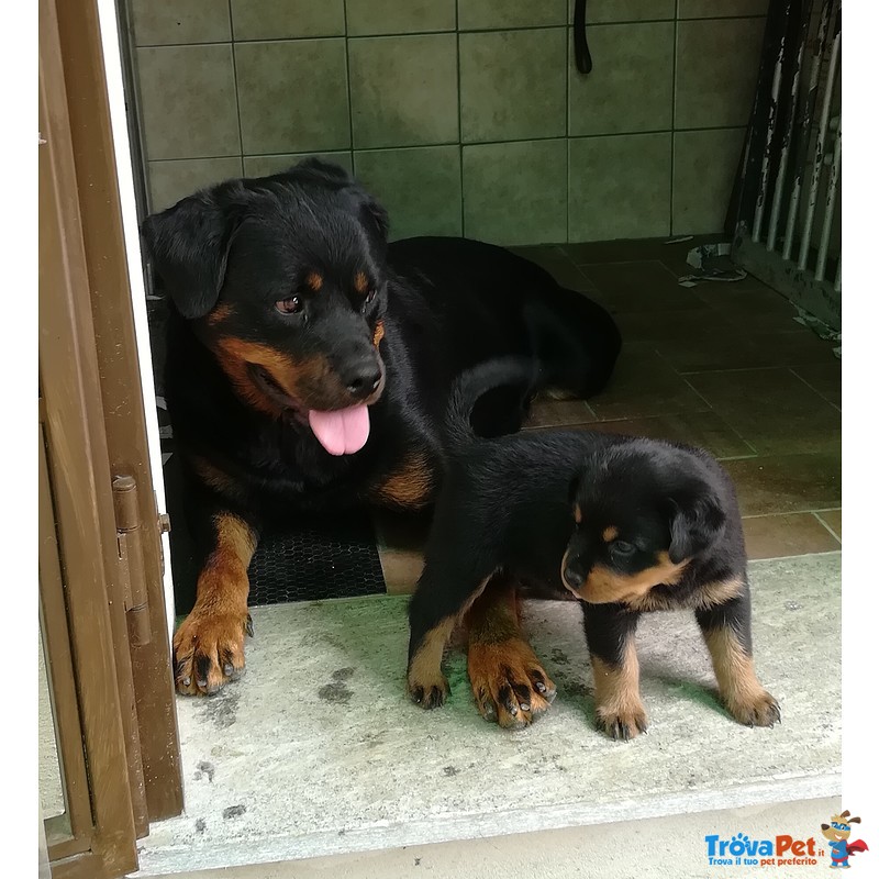 Cuccioli di Rottweiler - Foto n. 2