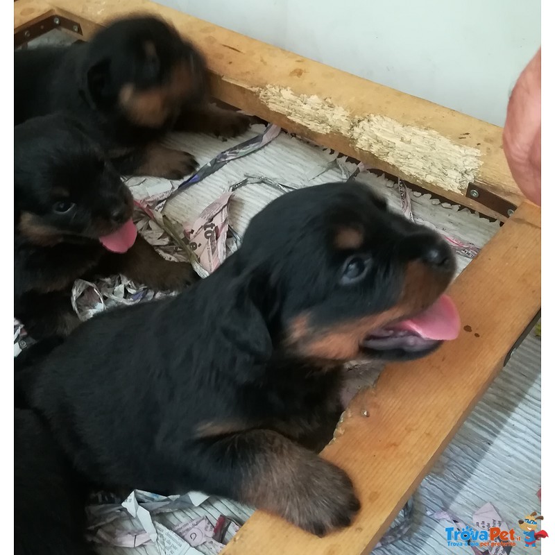 Cuccioli di Rottweiler - Foto n. 3