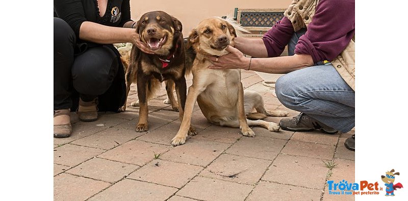 Euro & Star, Fratello e Sorella di 3 anni Circa, 15 kg, Adottabili Separatamente - Foto n. 5