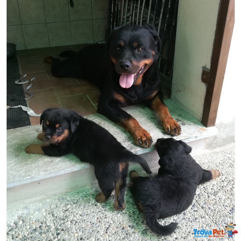 Cuccioli di Rottweiler - Foto n. 4