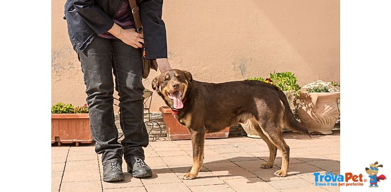 Euro & Star, Fratello e Sorella di 3 anni Circa, 15 kg, Adottabili Separatamente - Foto n. 6