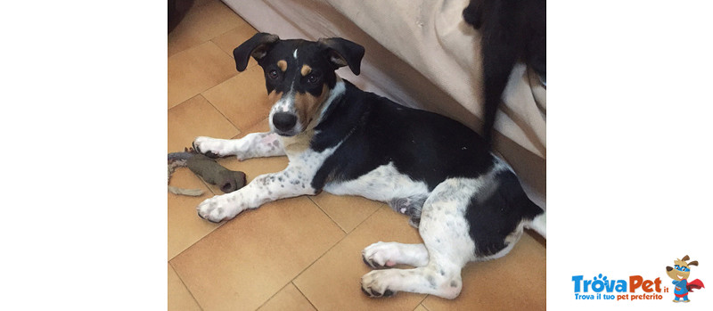 Skizzo e Pippo, mix jack Russel/bassotto, Cuccioli di 6 Mesi, ma come Possono Essere Invisibili Agli - Foto n. 5