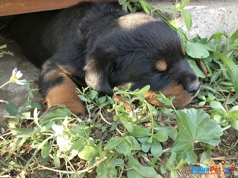 Cuccioli Rottweiler Super Pedigree - Foto n. 2