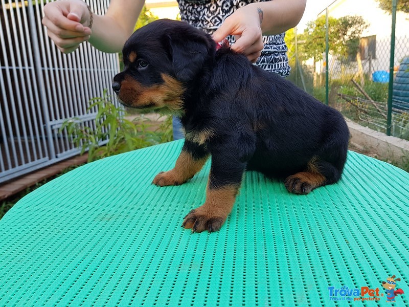 Cuccioli Rottweiler Super Pedigree - Foto n. 4