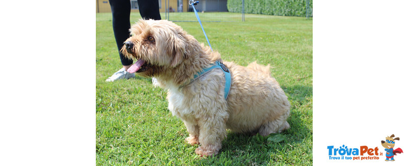 Ronny, 6 Anni, Bellissimo Simil Barboncino/shis tzu, Taglia Piccola, Cerca di Casa! - Foto n. 1