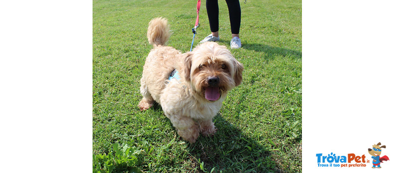 Ronny, 6 Anni, Bellissimo Simil Barboncino/shis tzu, Taglia Piccola, Cerca di Casa! - Foto n. 3