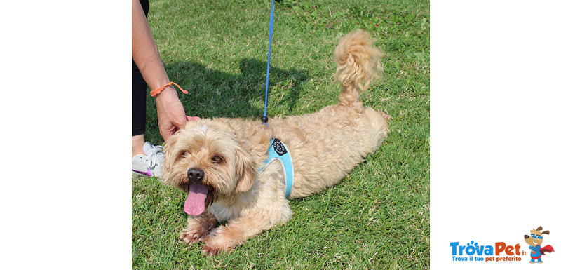 Ronny, 6 Anni, Bellissimo Simil Barboncino/shis tzu, Taglia Piccola, Cerca di Casa! - Foto n. 4