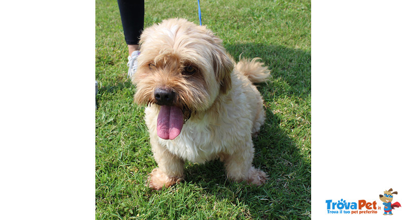 Ronny, 6 Anni, Bellissimo Simil Barboncino/shis tzu, Taglia Piccola, Cerca di Casa! - Foto n. 5