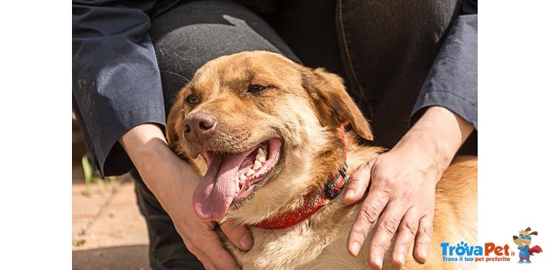 Euro & Star, Fratello e Sorella di 3 anni Circa, 15 kg, Adottabili Separatamente - Foto n. 8