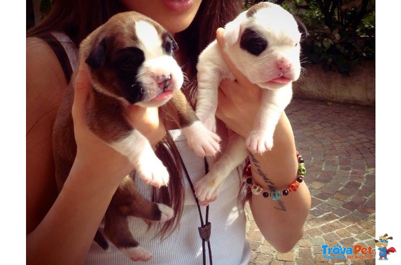 Cuccioli Boxer - Foto n. 3