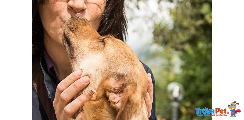 Euro & Star, Fratello e Sorella di 3 anni Circa, 15 kg, Adottabili Separatamente - Foto n. 10