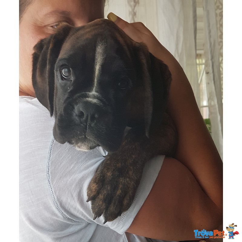 Disponibili Bellisimi Cuccioli di Boxer con Pedigree Enci - Foto n. 1