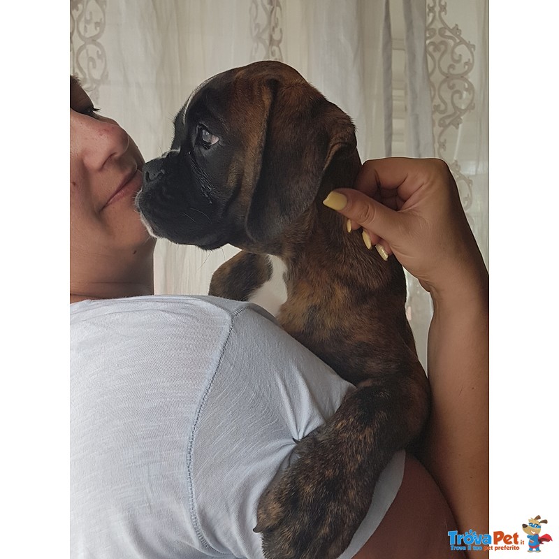 Disponibili Bellisimi Cuccioli di Boxer con Pedigree Enci - Foto n. 2